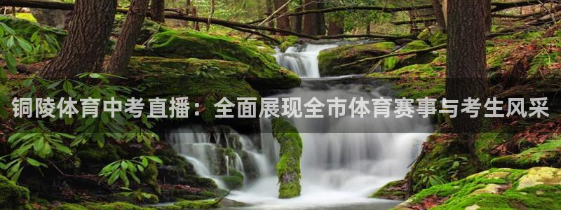 永利发财树